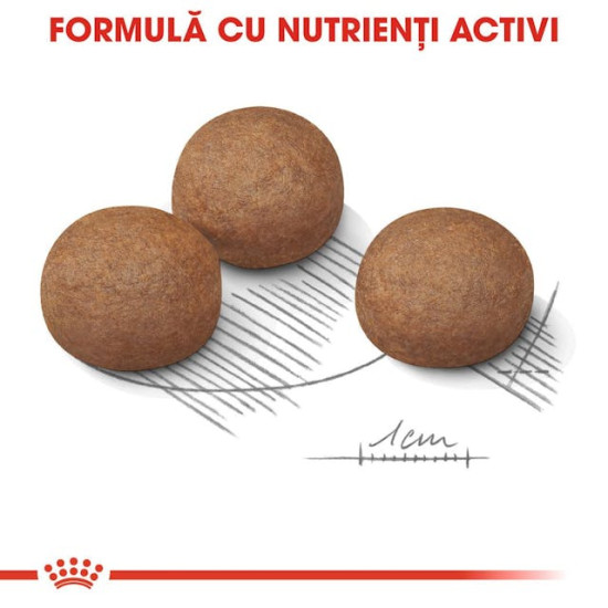Royal Canin Maxi Digestive Care – Hrană Uscată pentru Câini de Talie Mare cu Digestie Sensibilă – 12 kg